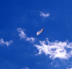 Feather in Sky