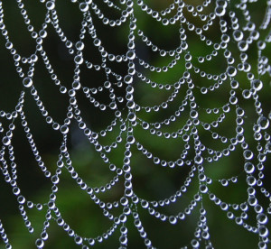 Spider Web with Drops